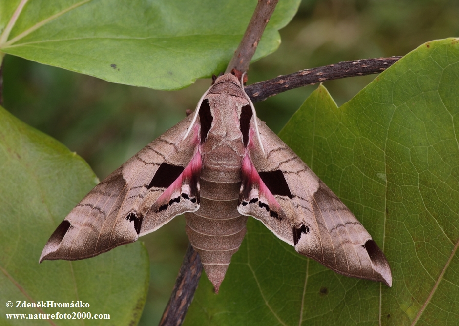 lišaj, Eumorpha achemon (Motýli, Lepidoptera)
